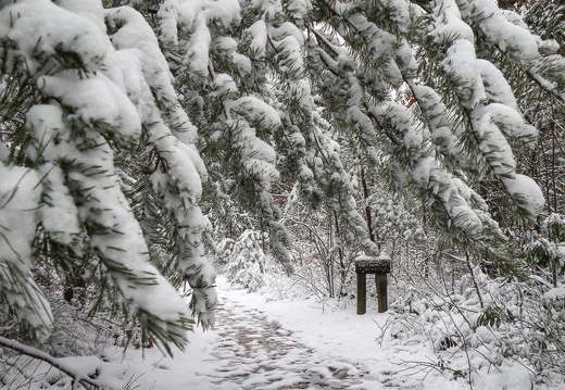 Snow on the Rough Trail